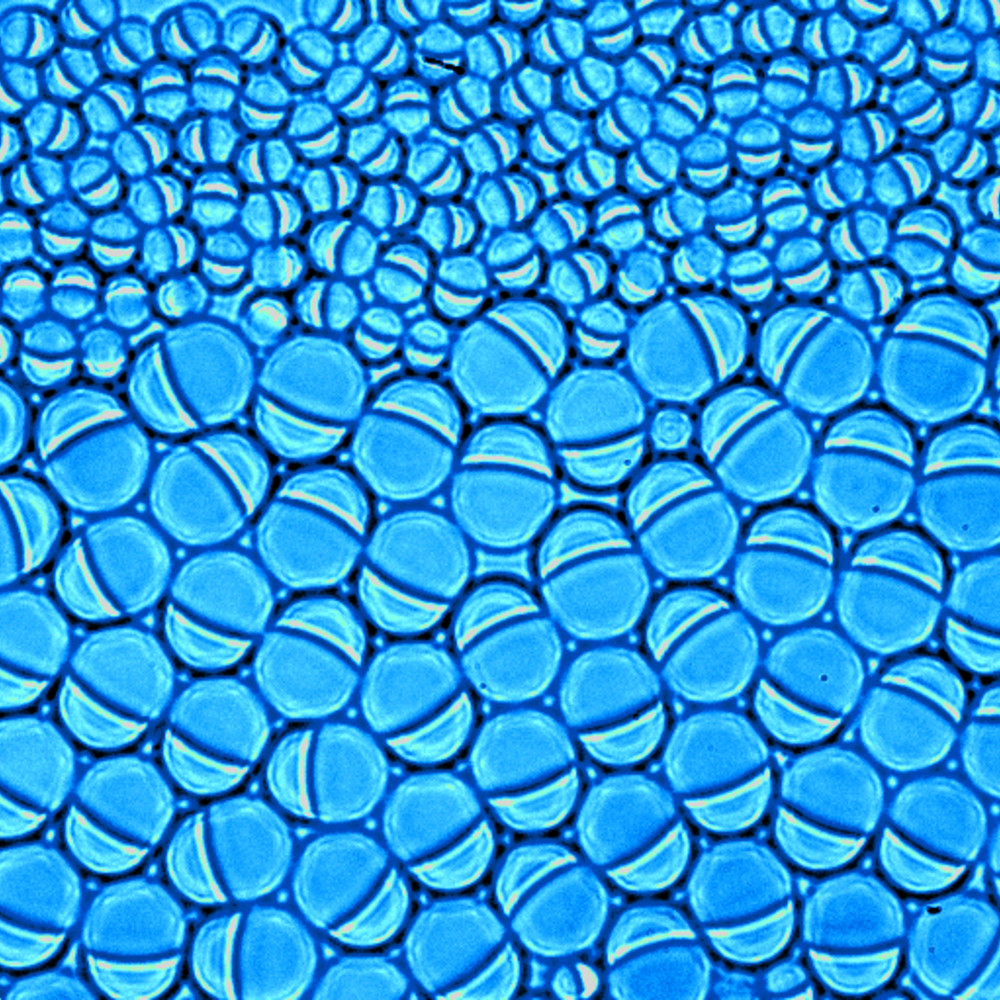 Des savants sur les planches - © La Reine Blanche